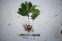 Pimelodendron amboinicum image