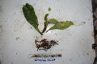 Image of Buchanania macrocarpa