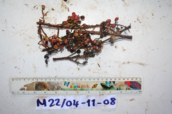 Buchanania macrocarpa image