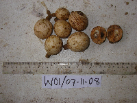 Chisocheton lasiocarpus image