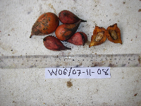 Goniothalamus grandiflorus image