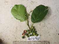 Dillenia castaneifolia image