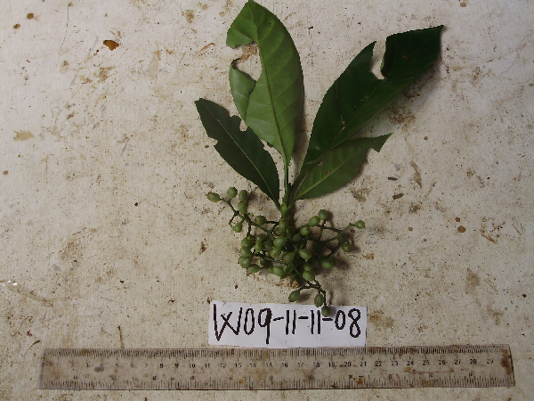 Psychotria image