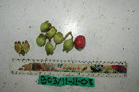 Syzygium amplum image