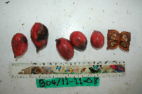Goniothalamus grandiflorus image