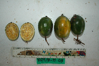 Atractocarpus decorus image