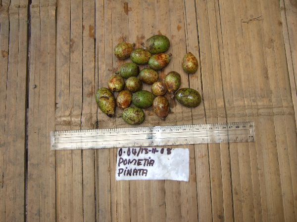 Pometia pinnata image