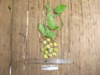 Tinospora dissitiflora image