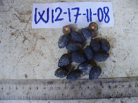 Canarium indicum image