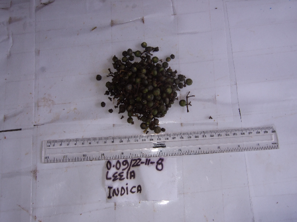 Leea indica image