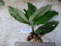 Myristica hollrungii image