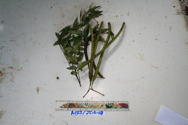 Senna spectabilis image