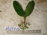 Calophyllum soulattri image