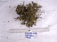 Leea indica image