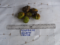 Inocarpus fagifer image