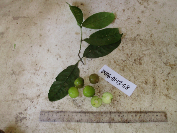 Garcinia assugu image