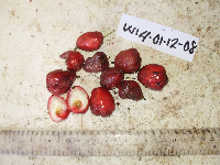 Syzygium hylophilum image