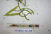 Leucaena leucocephala image