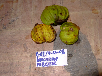 Inocarpus fagifer image