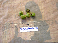 Morinda citrifolia image