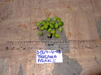 Tinospora dissitiflora image