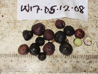 Syzygium fastigiatum image