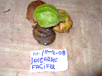 Inocarpus fagifer image