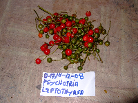 Eumachia leptothyrsa image