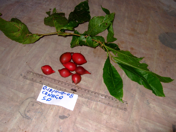 Cananga odorata image