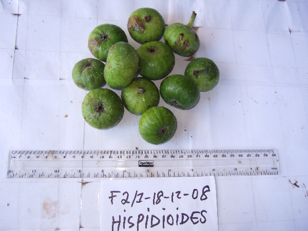 Ficus hispida image