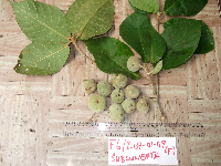 Ficus subcuneata image