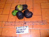 Inocarpus fagifer image