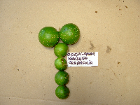 Voacanga grandifolia image