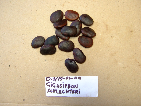 Gigasiphon schlechteri image