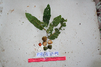 Inocarpus fagifer image