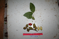 Gnetum latifolium image