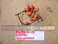 Gnetum gnemonoides image