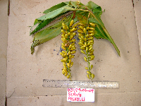 Pleuranthodium peekelii image