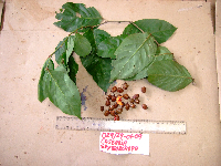 Casearia erythrocarpa image