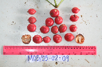 Ixora novoguineensis image