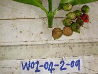 Ixora novoguineensis image