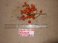 Dracaena angustifolia image