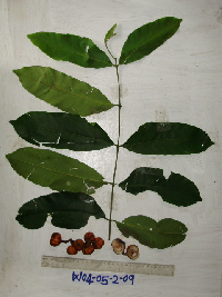 Aglaia cucullata image