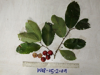 Bridelia macrocarpa image