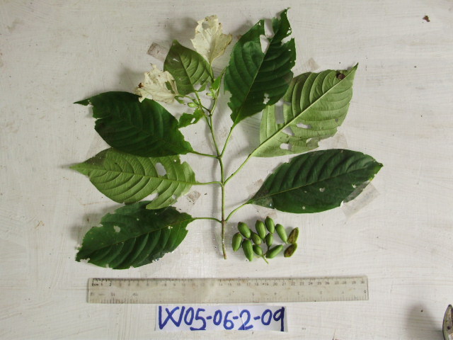 Mussaenda cylindrocarpa image