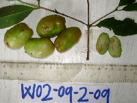 Garcinia assugu image