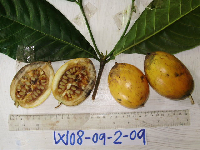 Atractocarpus decorus image