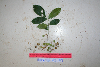 Goniocheton arborescens image