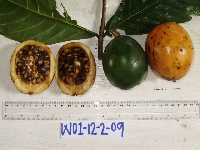 Atractocarpus decorus image