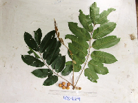Aglaia lepidopetala image